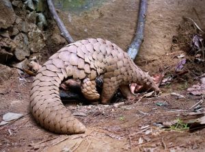 USJ Forestry Department researchers discovered World’s largest pangolin